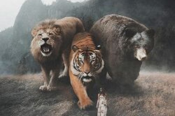 Кракен через тор