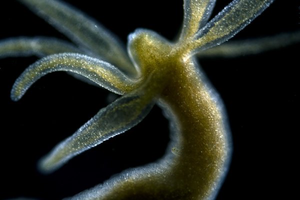 Kraken ссылка зеркало официальный