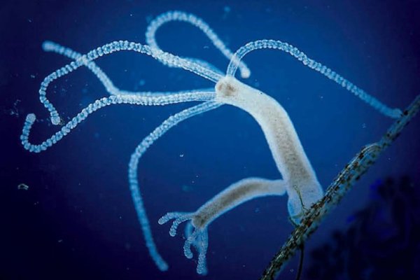 Kraken19 at