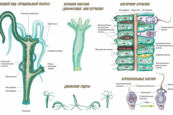 Kraken 23at