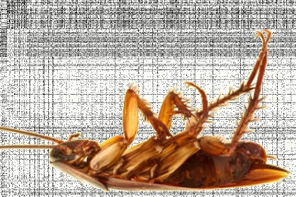 Настоящая ссылка на кракен
